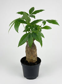 Money Tree 'Guiana Chestnut' Pachira Stump