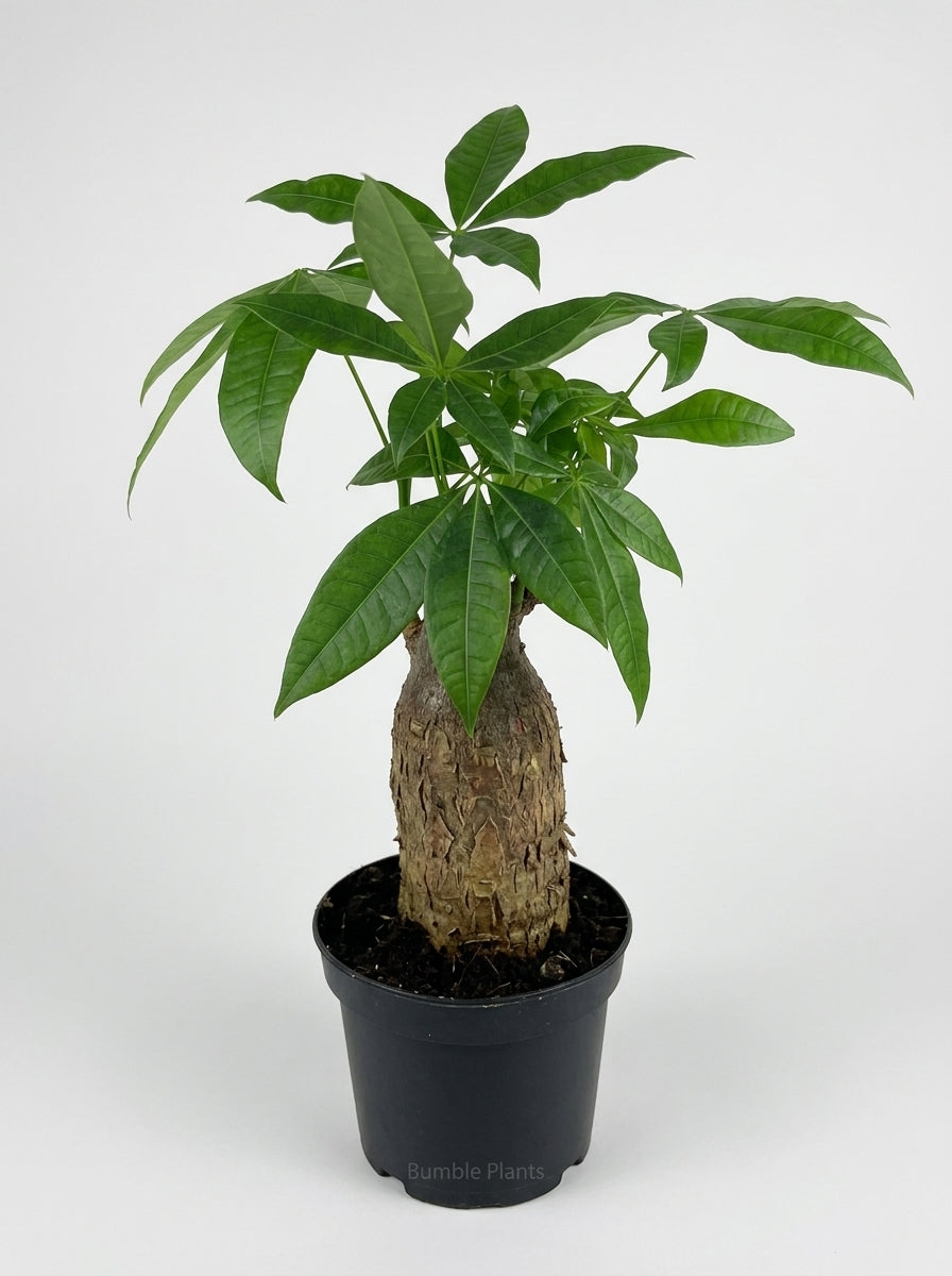 Money Tree 'Guiana Chestnut' Pachira Stump