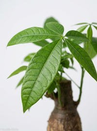 Money Tree 'Guiana Chestnut' Pachira Stump