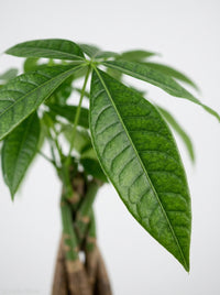 Money Tree 'Guiana Chestnut' Pachira Stump
