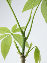 Money Tree 'Guiana Chestnut' Pachira Stump