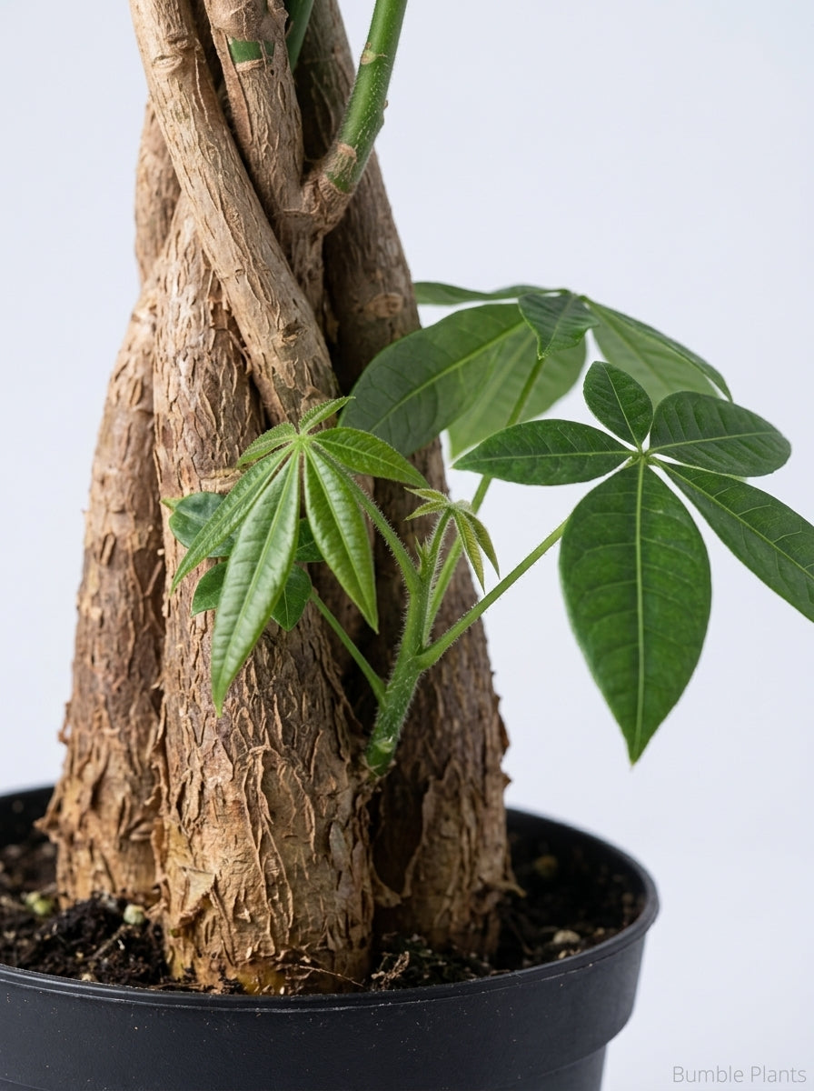 Money Tree 'Guiana Chestnut' Pachira Stump