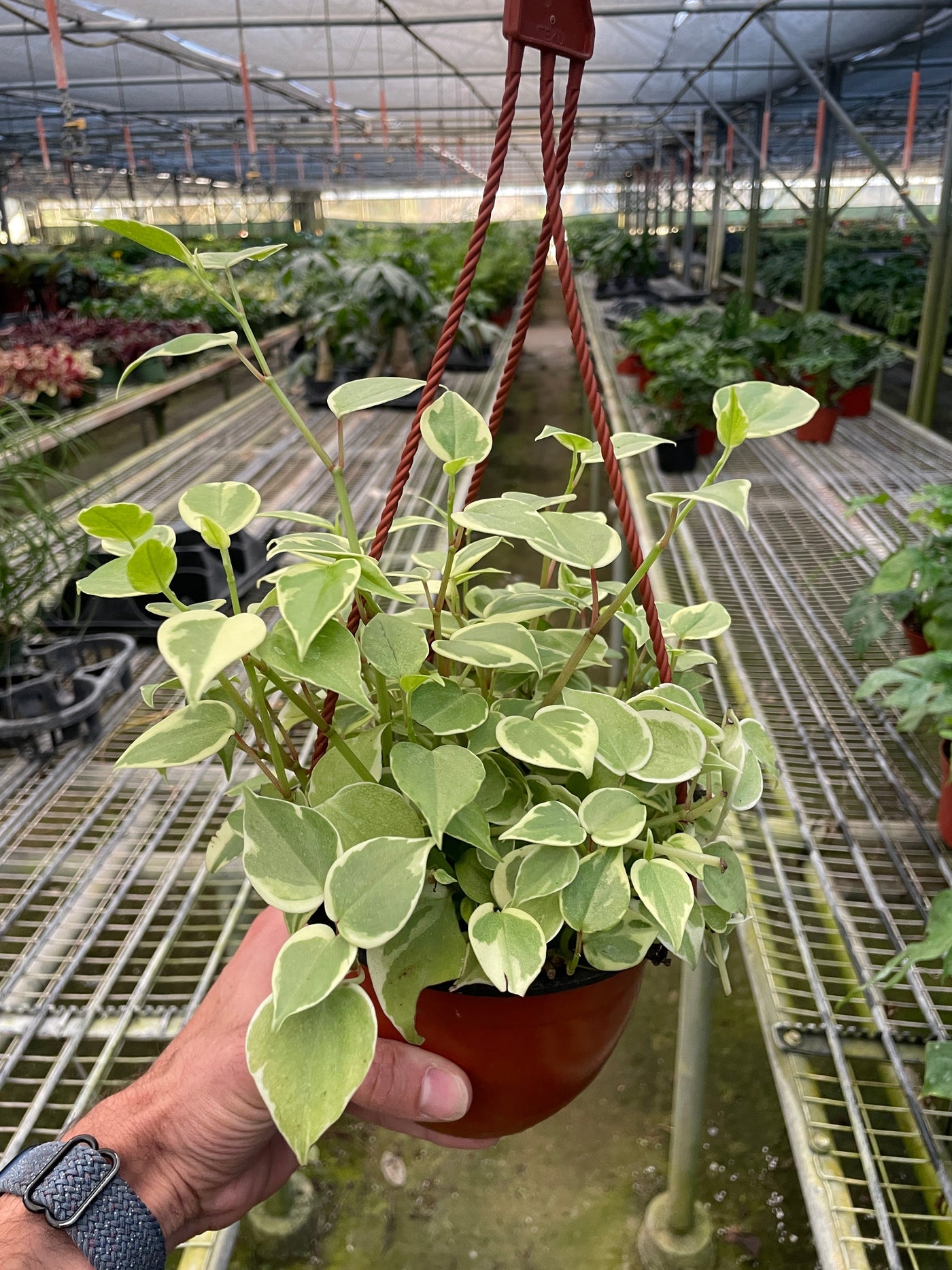 Peperomia Nitida Cupid