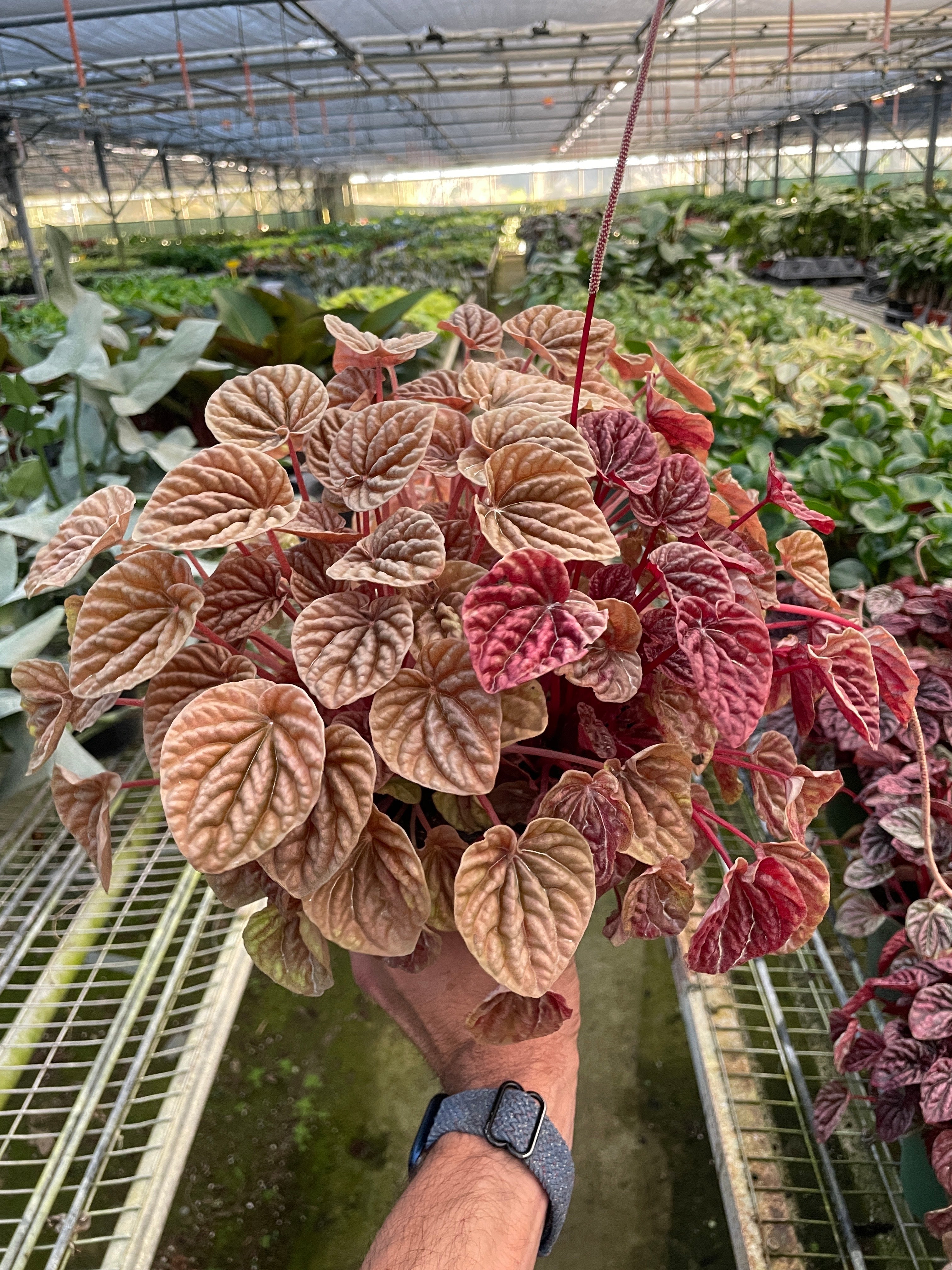 Peperomia Caperata Quito