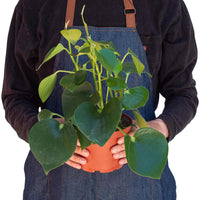Peperomia Polybotrya Raindrop