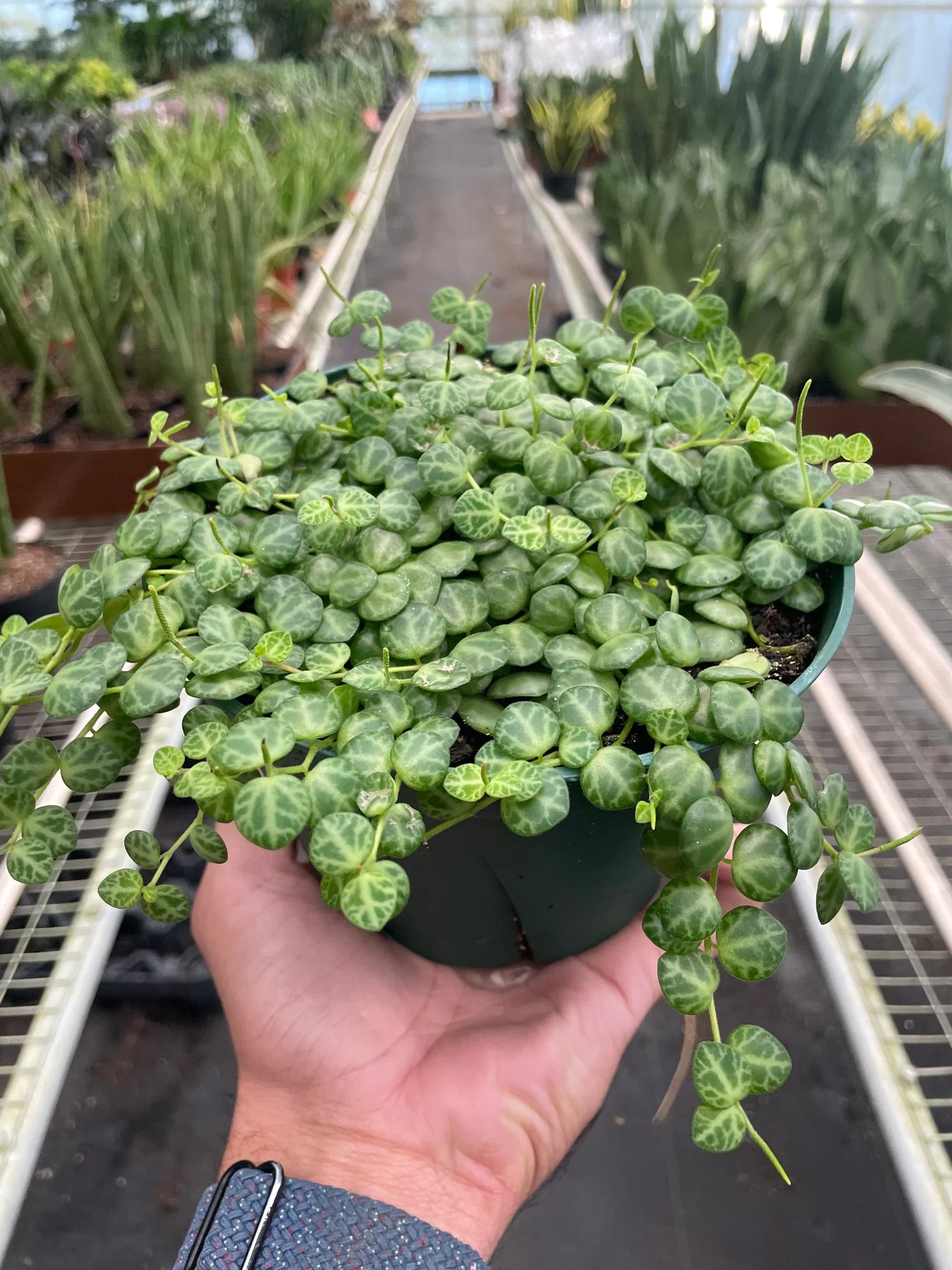 String of Turtles Succulent