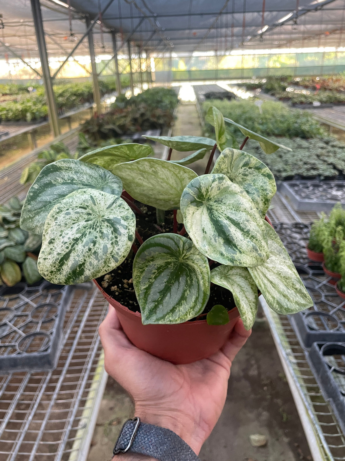Peperomia Argyreia Watermelon Variegated
