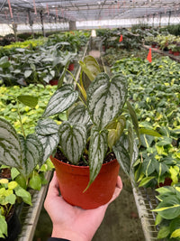 Philodendron Brandtianum Silver Leaf