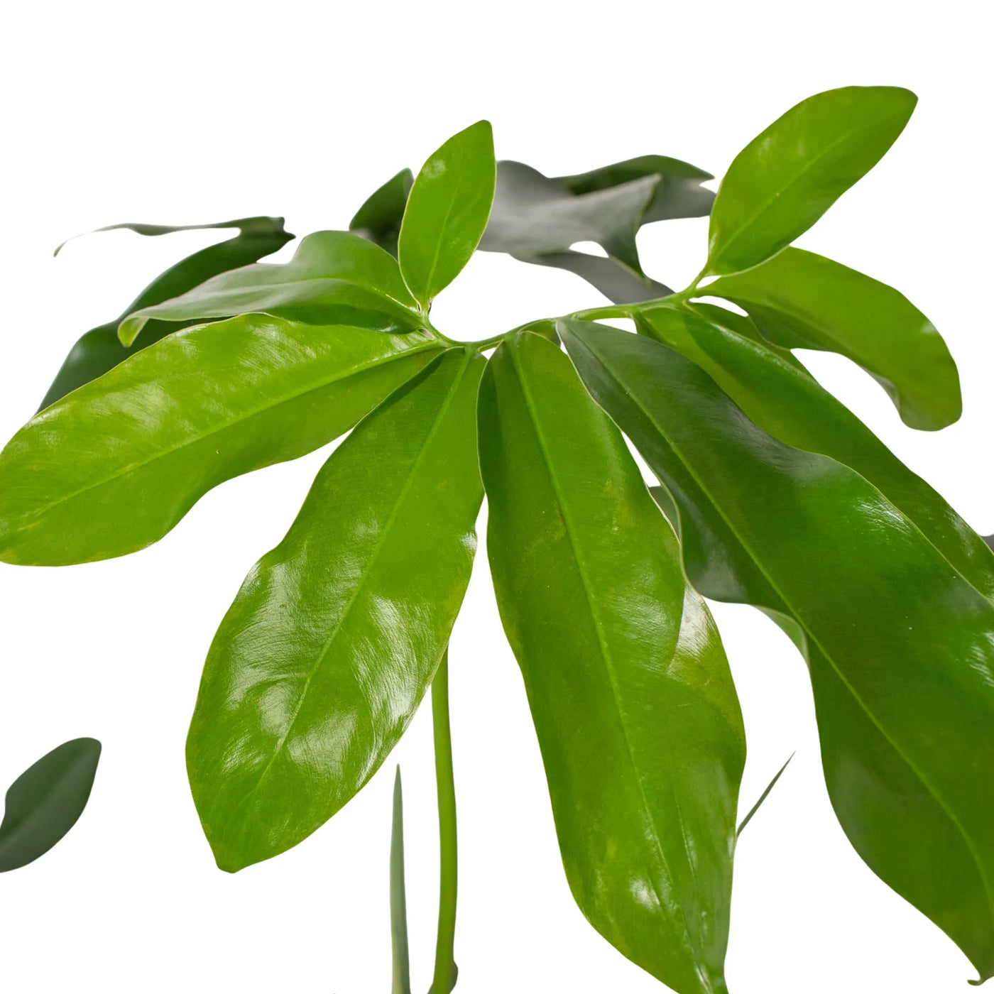 philodendron goeldii mature Live Thaumatophyllum Spruceanum