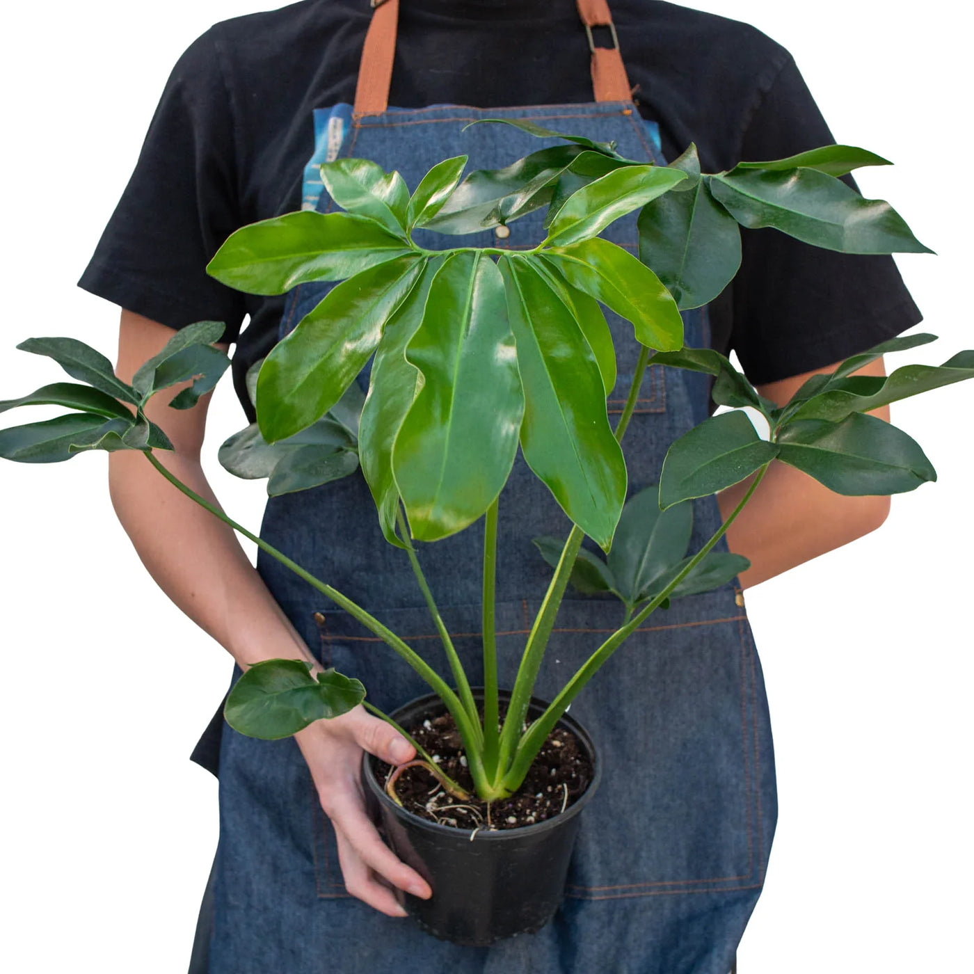 philodendron goeldii yellow leaves Live Thaumatophyllum Spruceanum