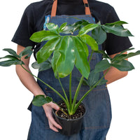 Thaumatophyllum Spruceanum (Philodendron Goeldii)
