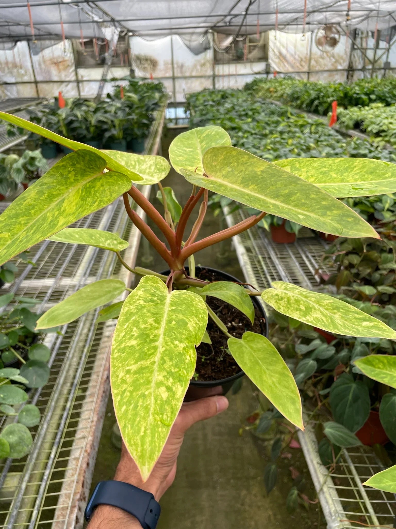 Philodendron Erubescens Painted Lady