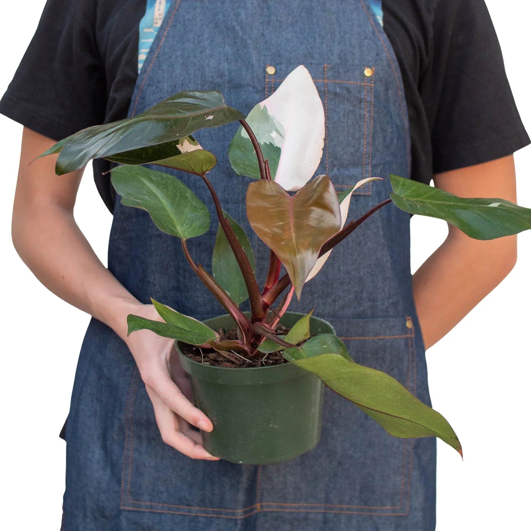 Philodendron Pink Princess