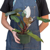 Philodendron Pink Princess