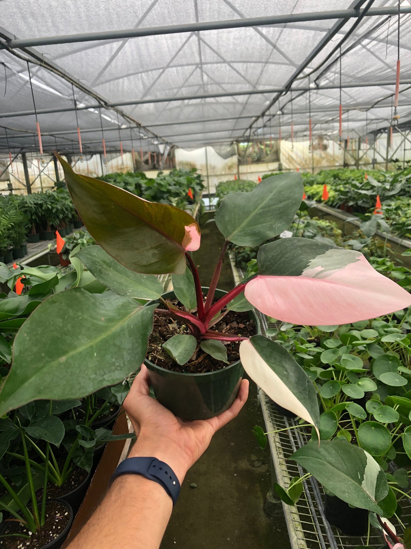half moon philodendron pink princess seeds Live Philodendron Pink Princess