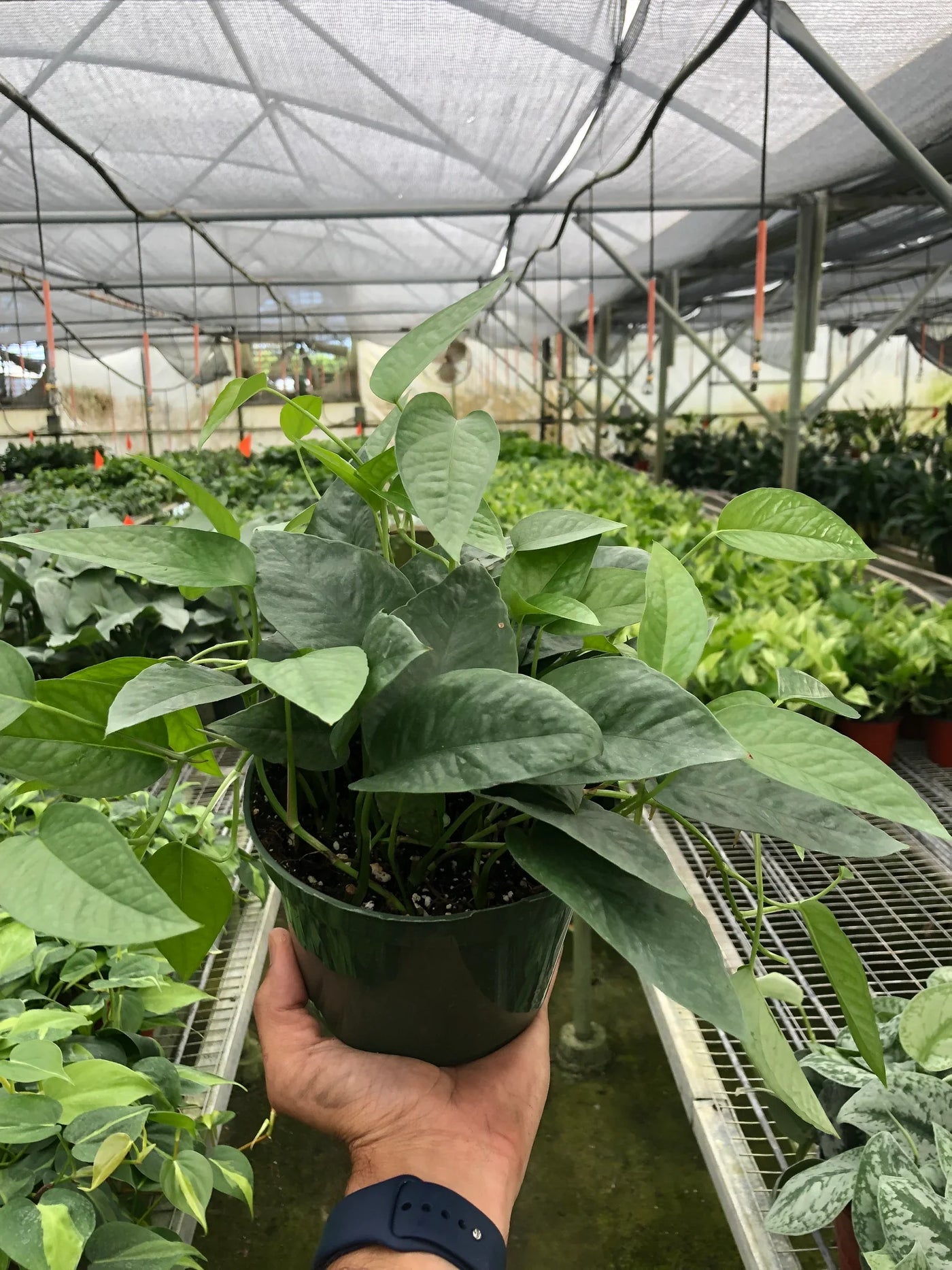 Epipremnum Pinnatum ‘Cebu Blue’ Pothos