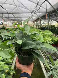 Epipremnum Pinnatum ‘Cebu Blue’ Pothos