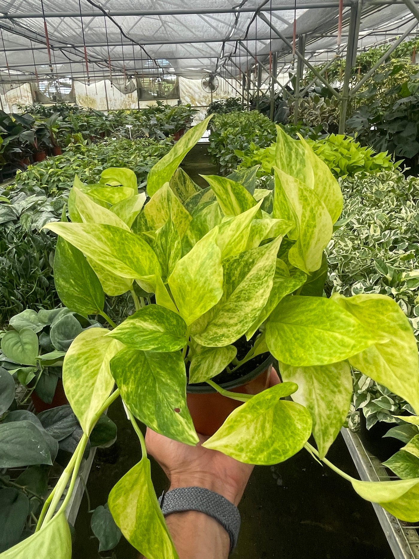 Epipremnum Aureum 'Neon Queen' Pothos