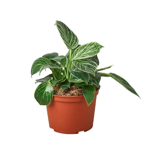 Philodendron Birkin Variegata