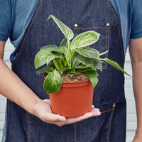 Philodendron Birkin Variegata