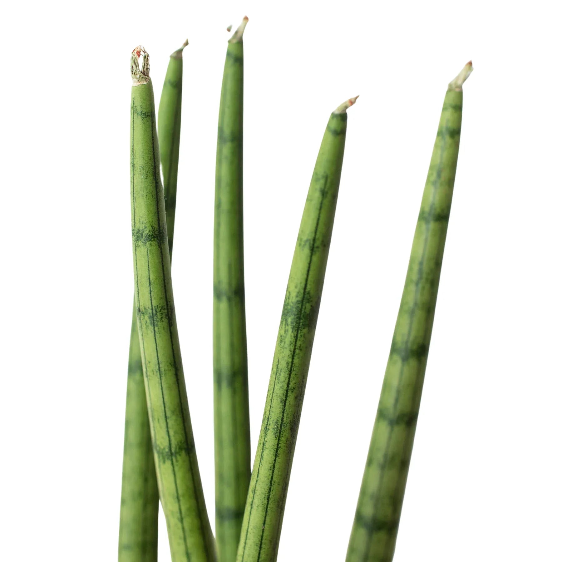 Sansevieria Cylindrica Snake Plant