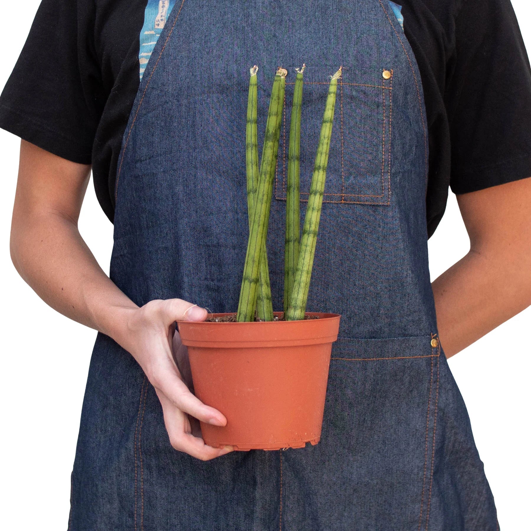 Sansevieria Cylindrica Snake Plant