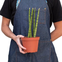 Sansevieria Cylindrica Snake Plant