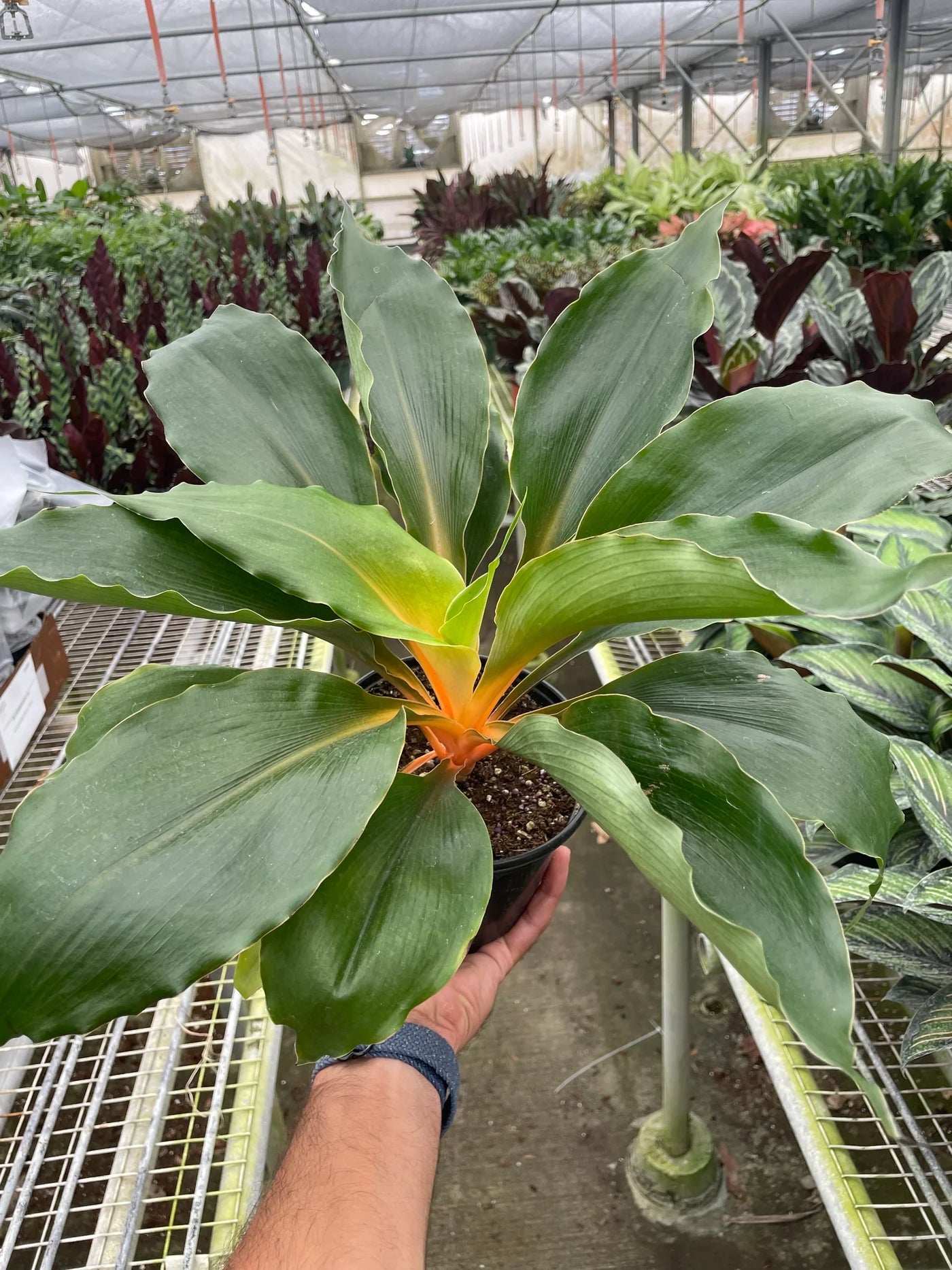 green and orange spider plant Chlorophytum 'Fire Flash' Green Orange Spider Plant