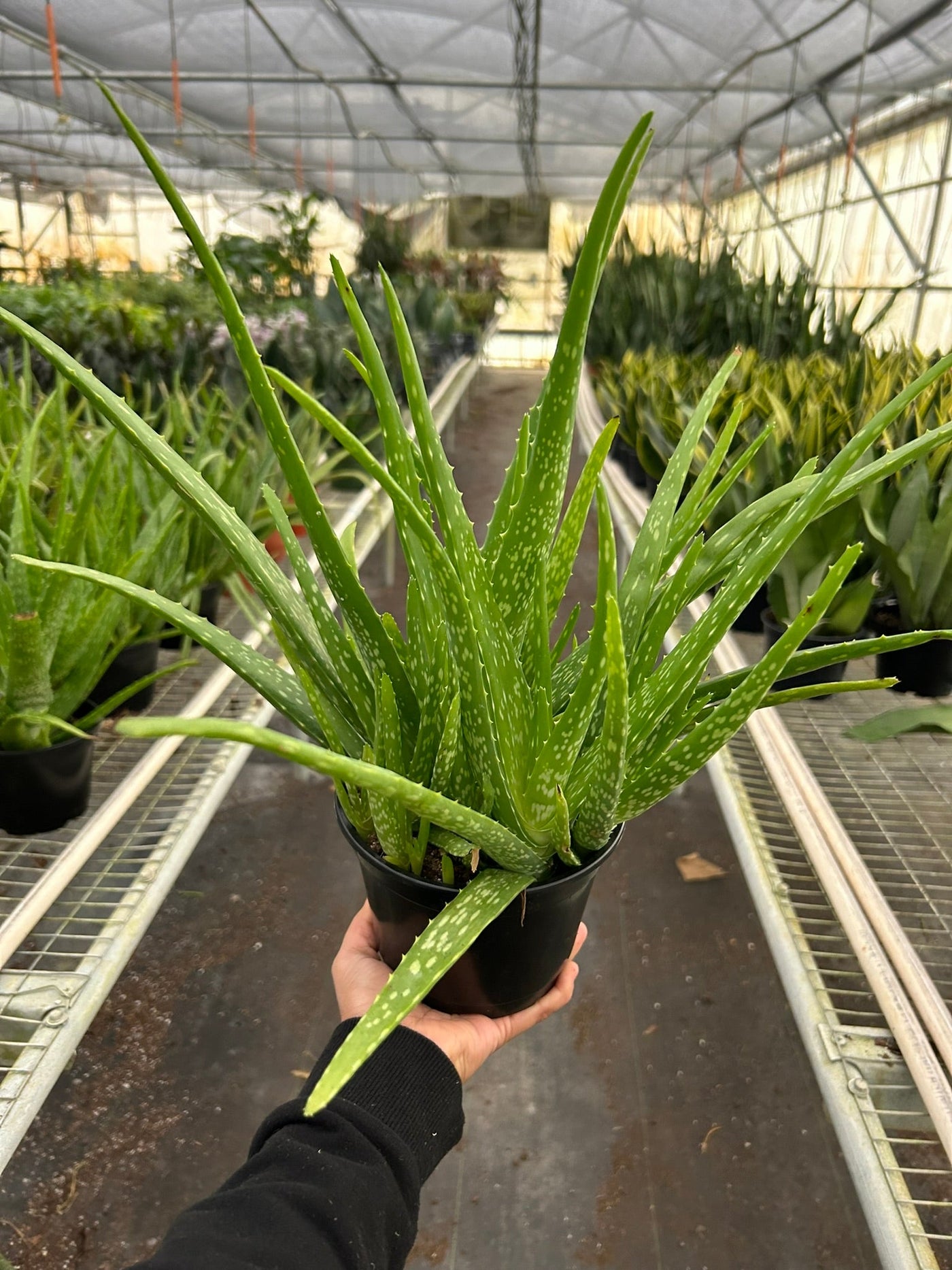 aloe vera man made plant Live Aloe Barbadensis Mill Vera