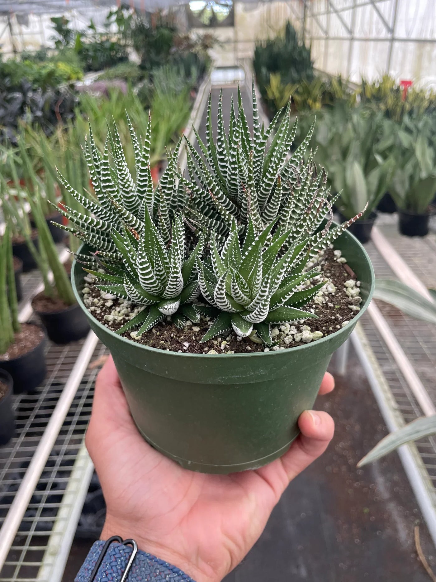 Haworthia Zebra Succulent