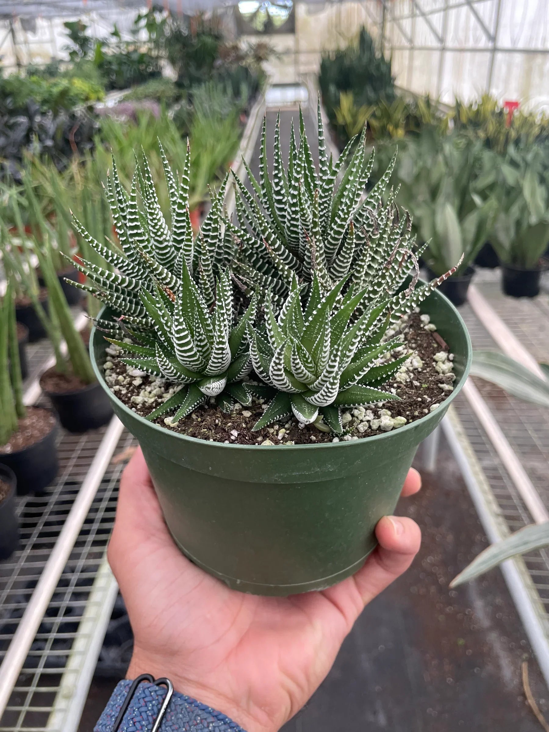 Haworthia Zebra Succulent