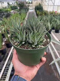 Haworthia Zebra Succulent