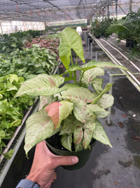 Syngonium Podophyllum 'Confetti' Pink Dots
