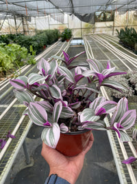 Tradescantia Bubblegum Lilac Nanouk