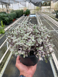 Callisia Repens Rosato 'Pink Panther'