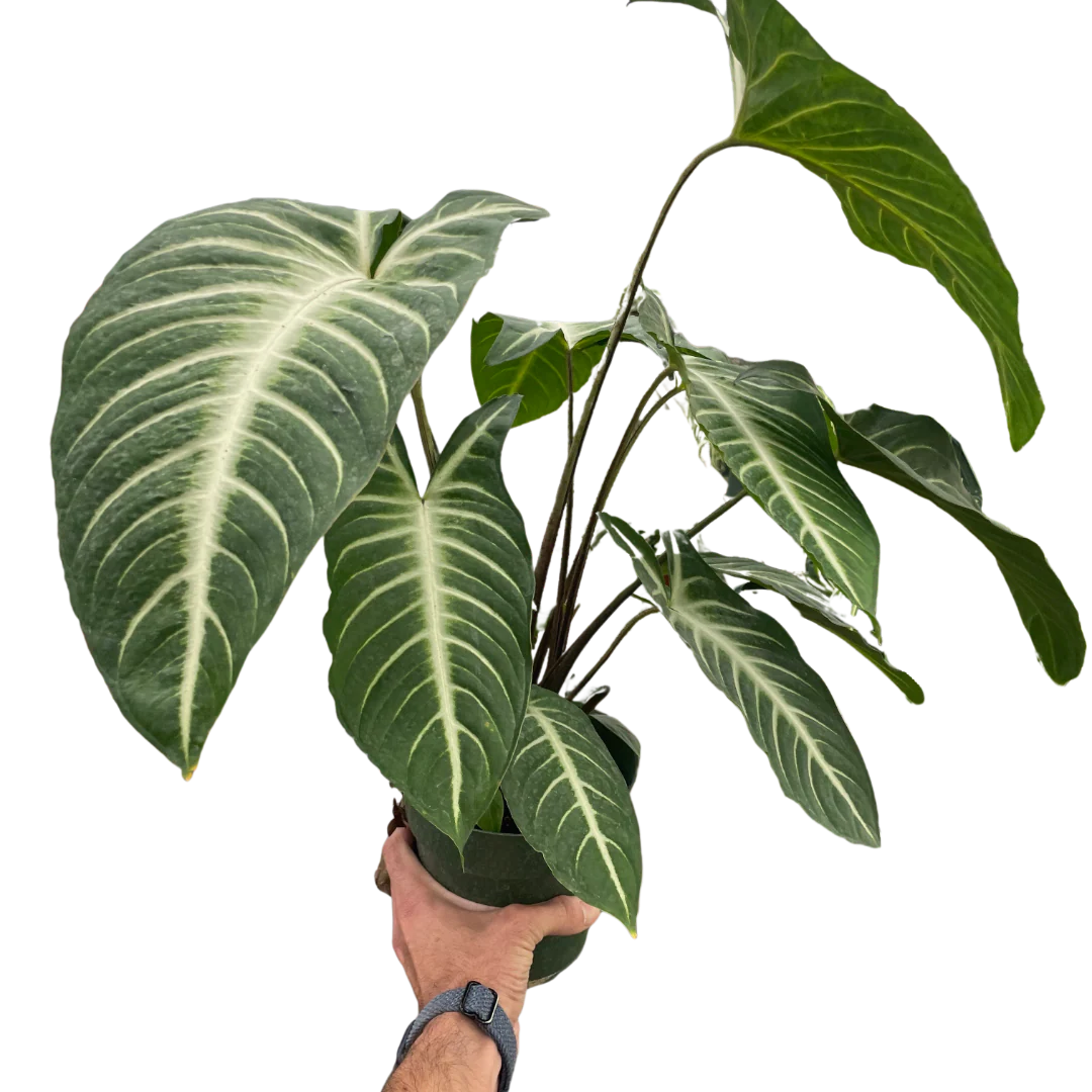 Xanthosoma 'Lendenii' Angel Wing