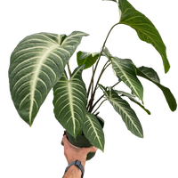 Xanthosoma 'Lendenii' Angel Wing