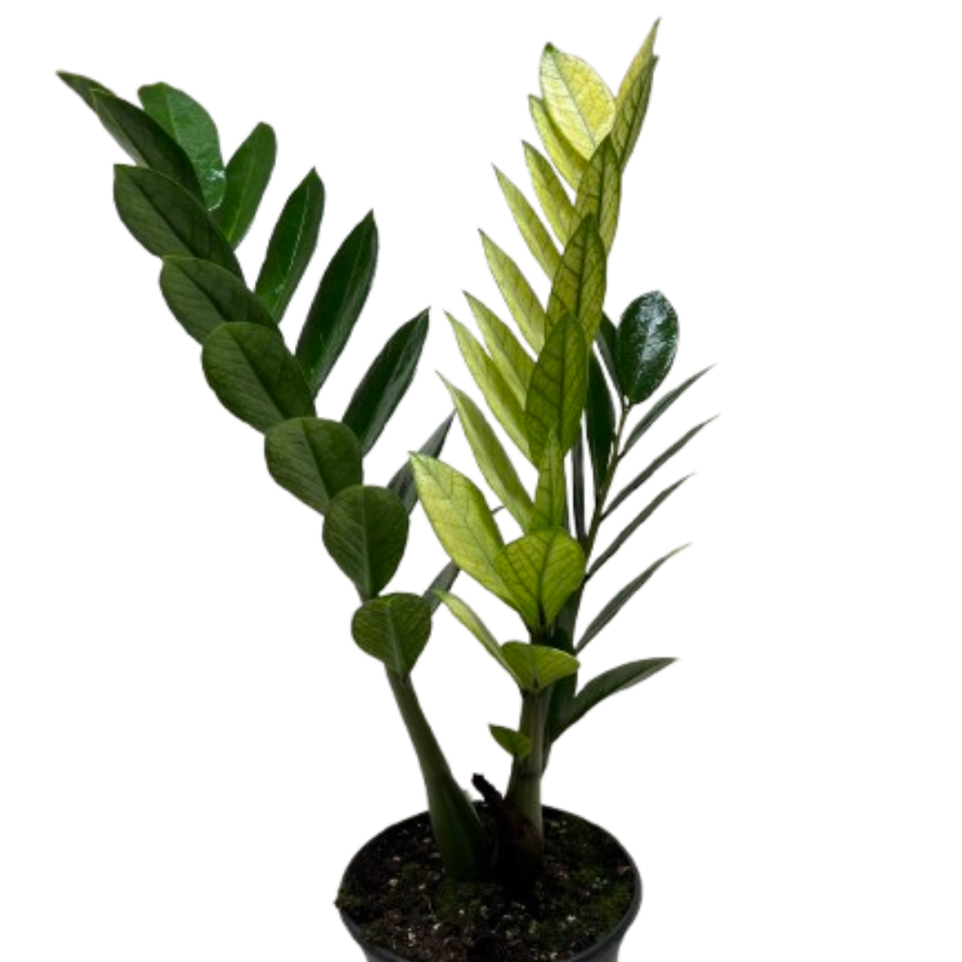 Zamioculcas 'Chameleon'