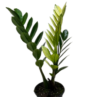 Zamioculcas 'Chameleon'