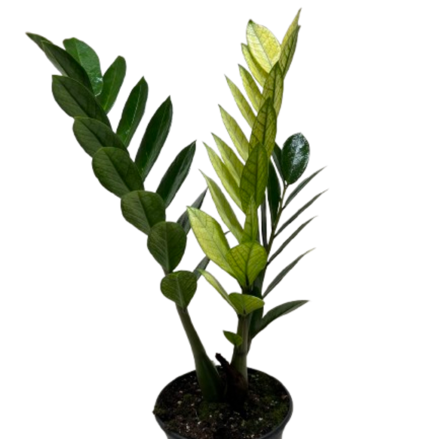 Zamioculcas 'Chameleon'