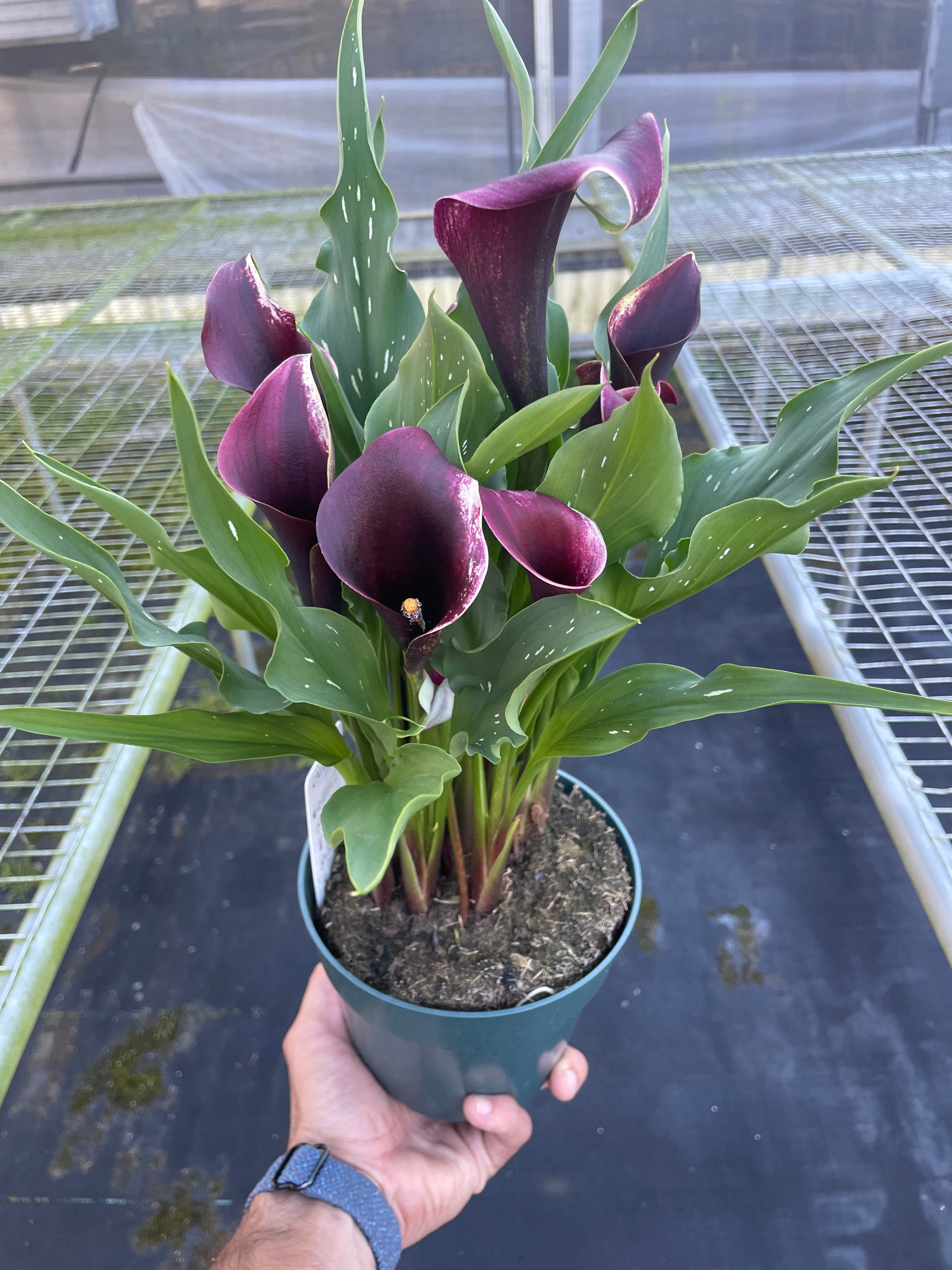 Cally Lily Flowers