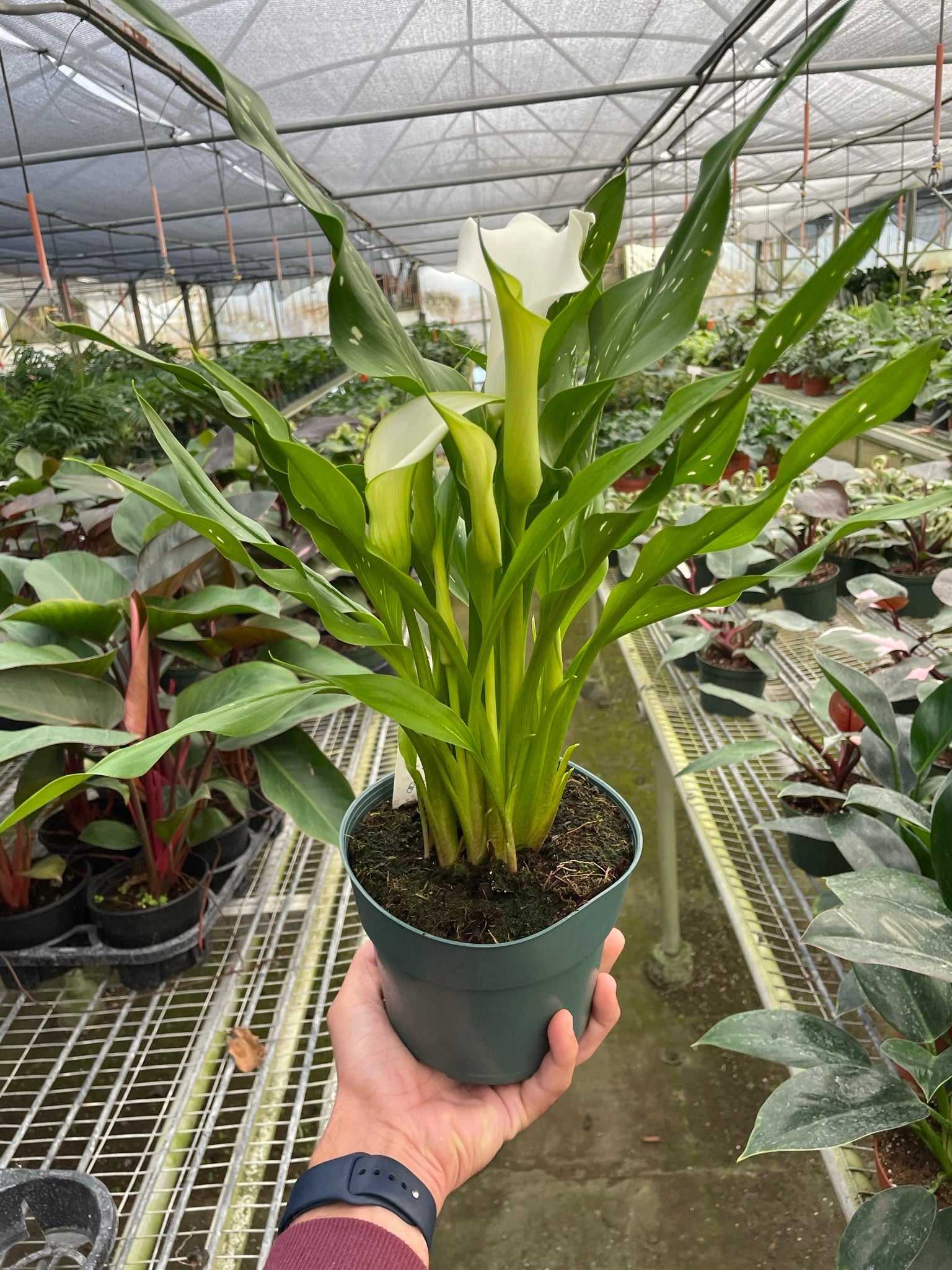 Cally Lily Flowers