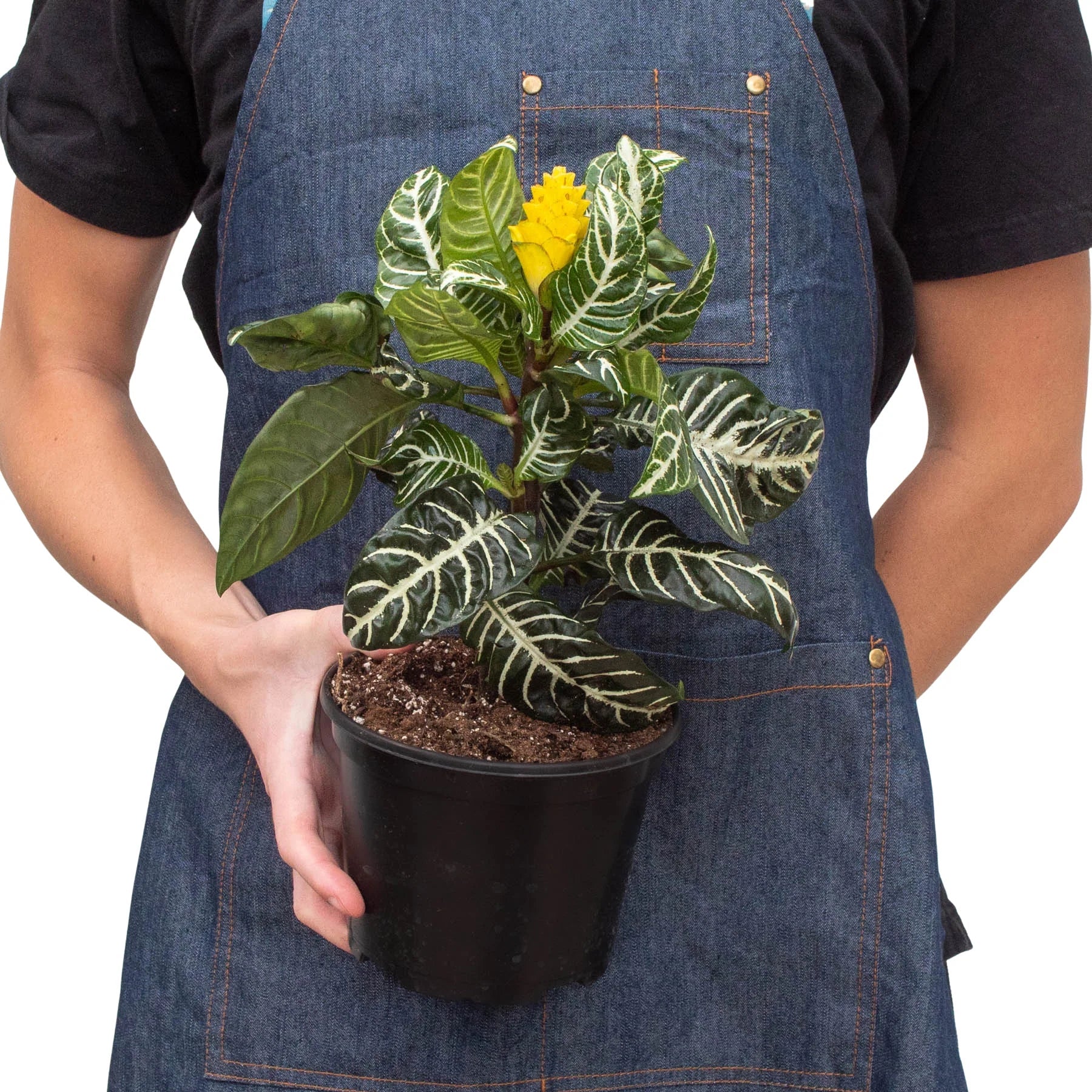 Live Aphelandra Squarrosa 'Zebra Plant' | Real Plant Online