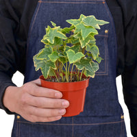 Hedera Helix English Ivy Gold Child
