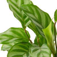 Calathea Freddie