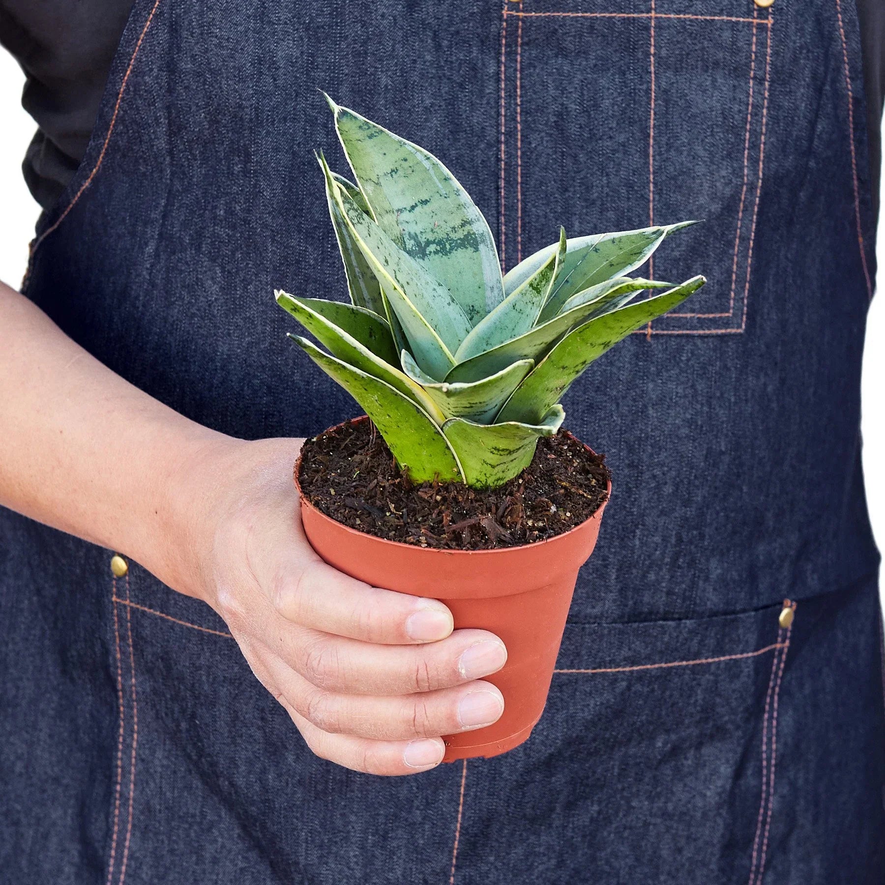 Sansevieria Trifasciata Starlight Snake Plant