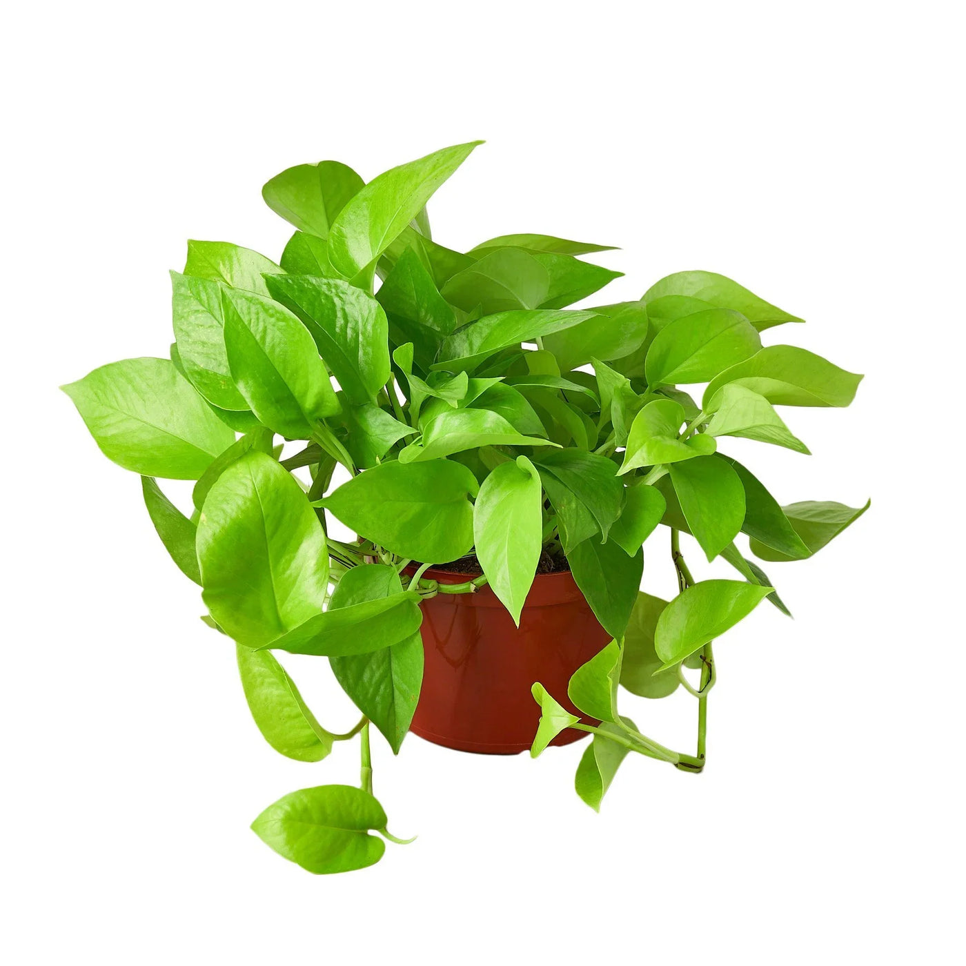variegated lemon lime pothos Live Neon Lemon Lime Pothos