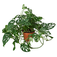 Monstera Adansonii