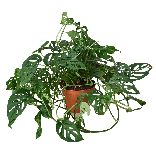Monstera Adansonii
