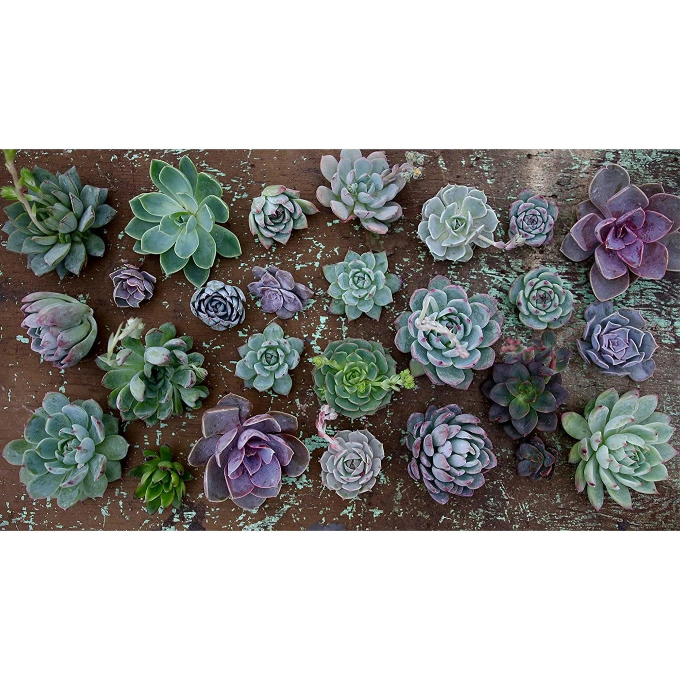 cactus and palm soil Organic Cactus Potting Mix